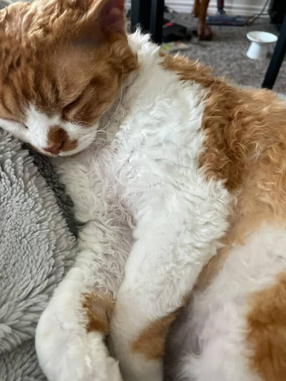 Chester, boy,  born on 11.23.23, SOLD. Devon Rex Pixie Cattery