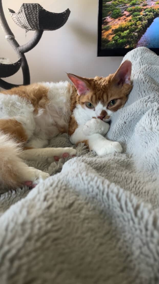 Chester, boy,  born on 11.23.23, SOLD. Devon Rex Pixie Cattery