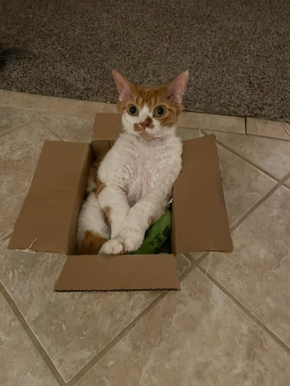 Chester, boy,  born on 11.23.23, SOLD. Devon Rex Pixie Cattery