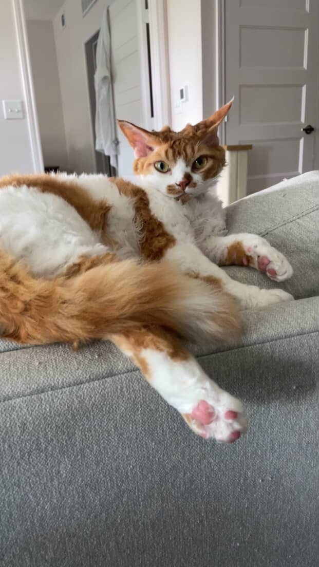 Chester, boy,  born on 11.23.23, SOLD. Devon Rex Pixie Cattery