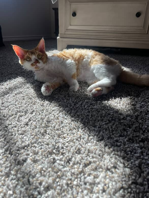 Chester, boy,  born on 11.23.23, SOLD. Devon Rex Pixie Cattery