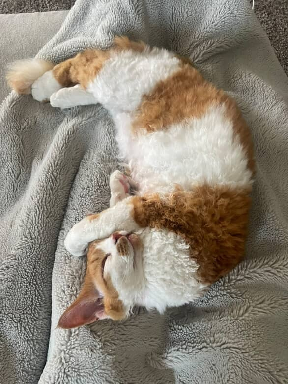 Chester, boy,  born on 11.23.23, SOLD. Devon Rex Pixie Cattery