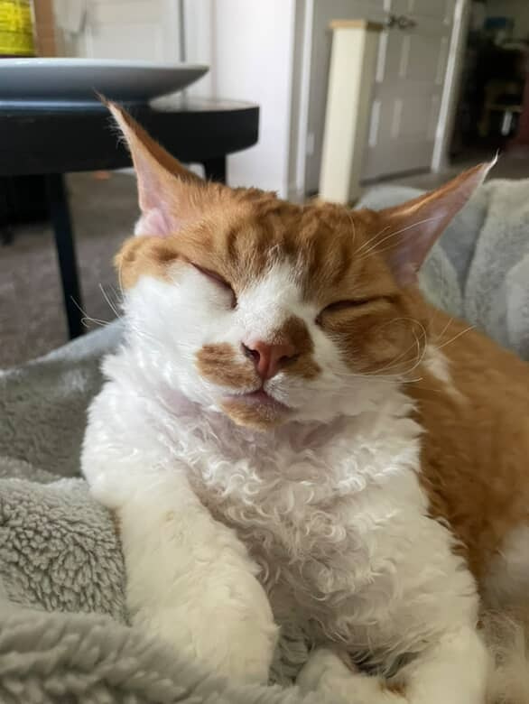 Chester, boy,  born on 11.23.23, SOLD. Devon Rex Pixie Cattery