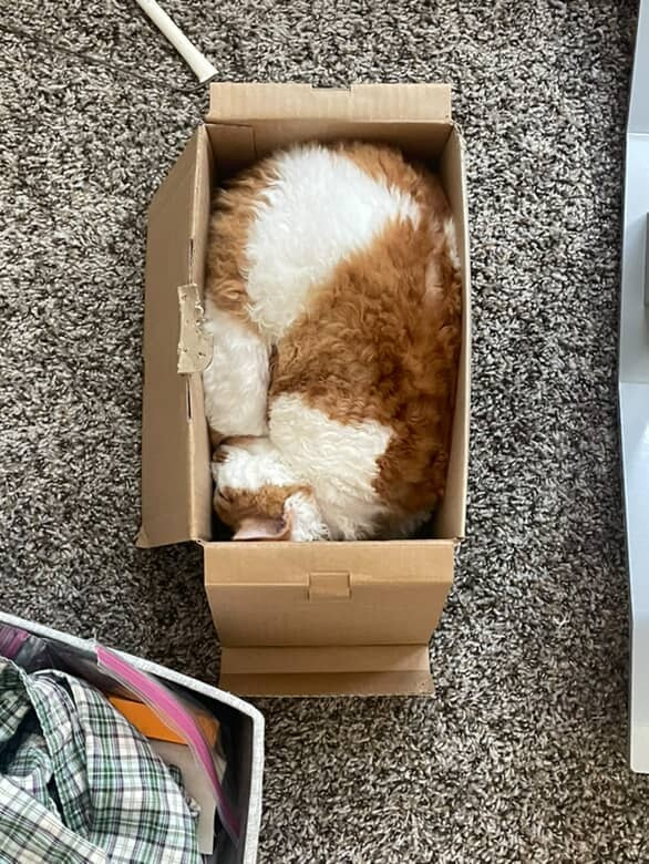 Chester, boy,  born on 11.23.23, SOLD. Devon Rex Pixie Cattery