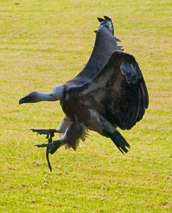 Wildpark Tambach. FOTO KREATIV