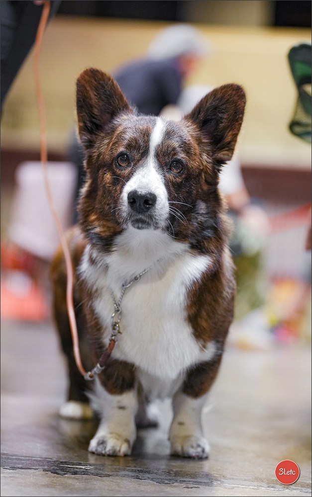 Expo canine 🇫🇷 Martigues 18-19/04/2026