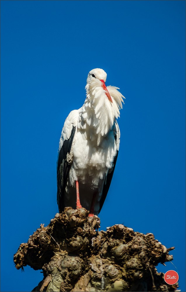 Photographie animalière. Photographe à Strasbourg | Portraits, Studio, Enfants, Événements