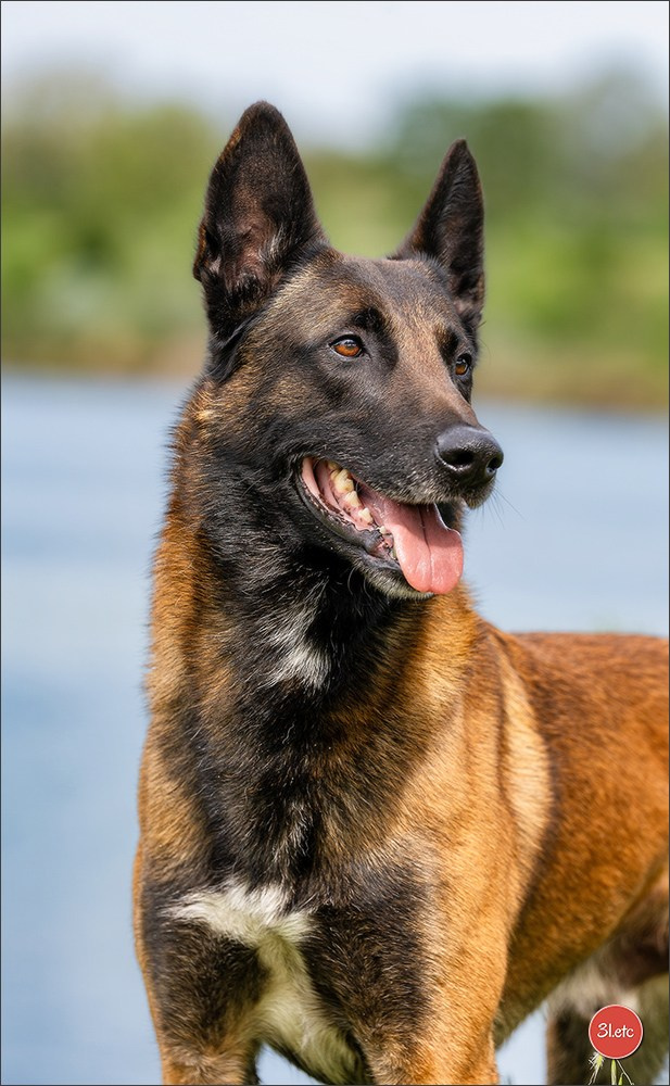 Expo canine 🇫🇷 Valence 02-03/05/2026