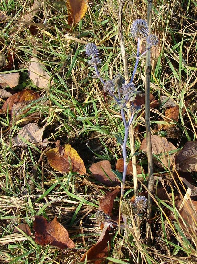 Праздник урожая, Мценск