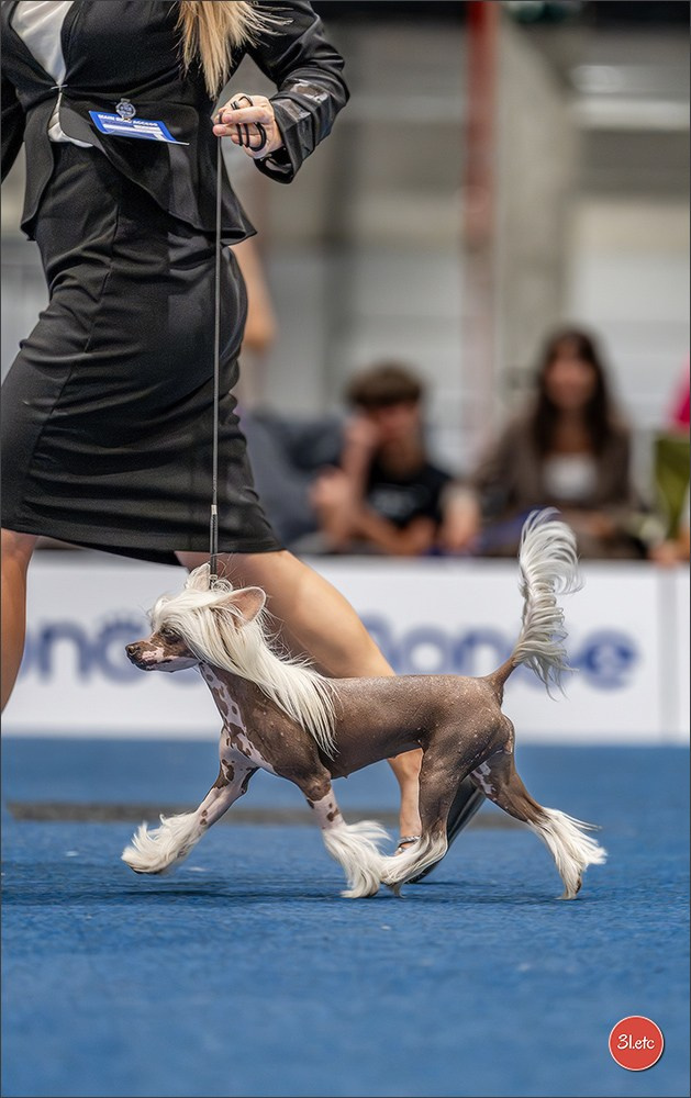 Dog Show Liege 🇧🇪 2026
