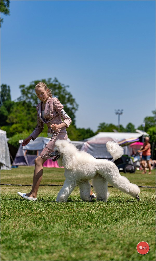 🇨🇭 Aarau Dog Show 2026