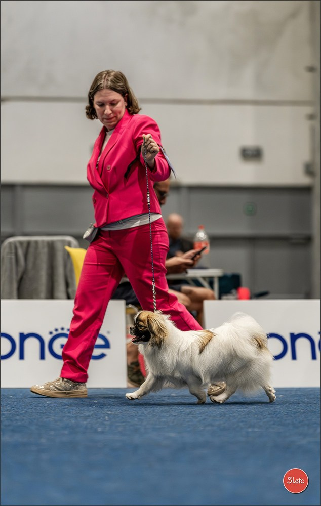 Dog Show Liege 🇧🇪 2026
