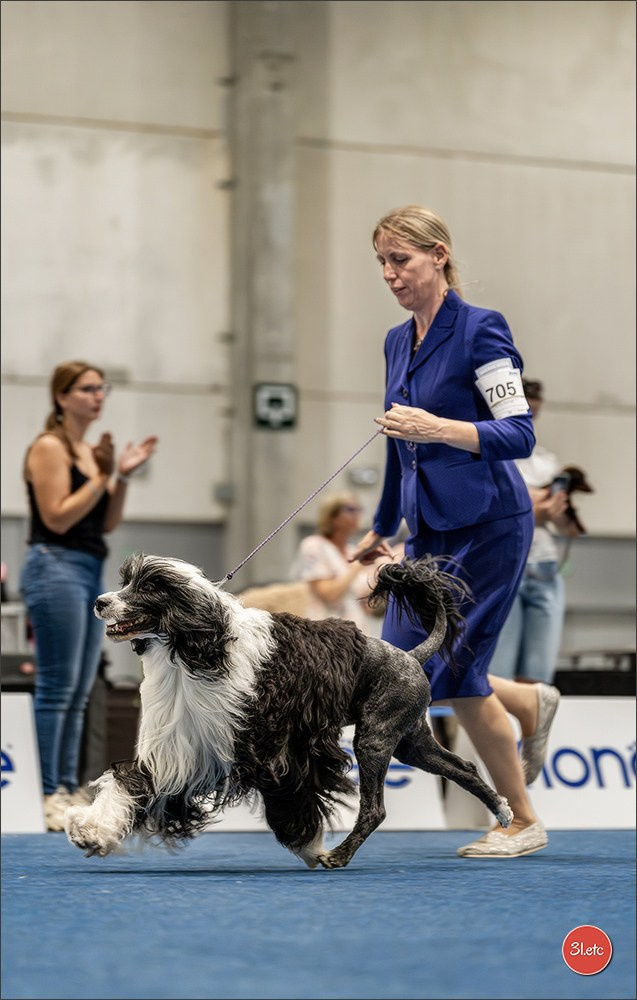 Dog Show Liege 🇧🇪 2026