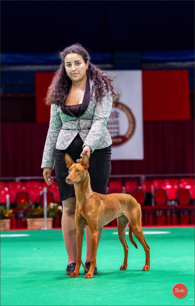 Expo canine 🇲🇨 Monaco 9-10/05/2026. Photographe à Strasbourg | Les animaux, Portraits, Studio, Événements
