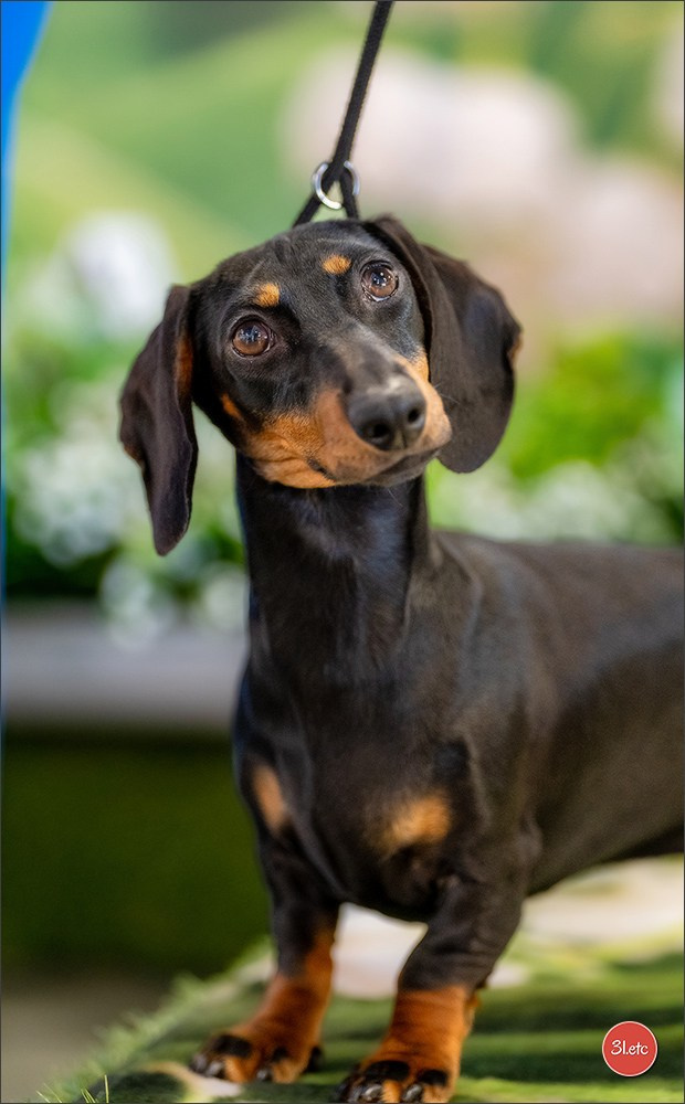 Expo canine 🇫🇷 Valence 02-03/05/2026