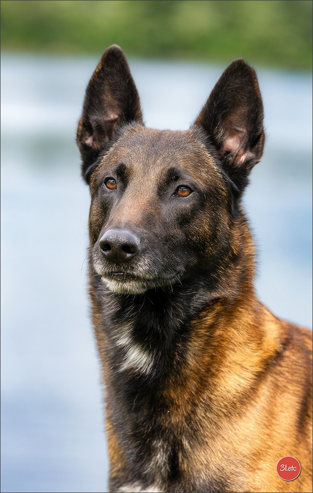 Expo canine 🇫🇷 Valence 02-03/05/2026