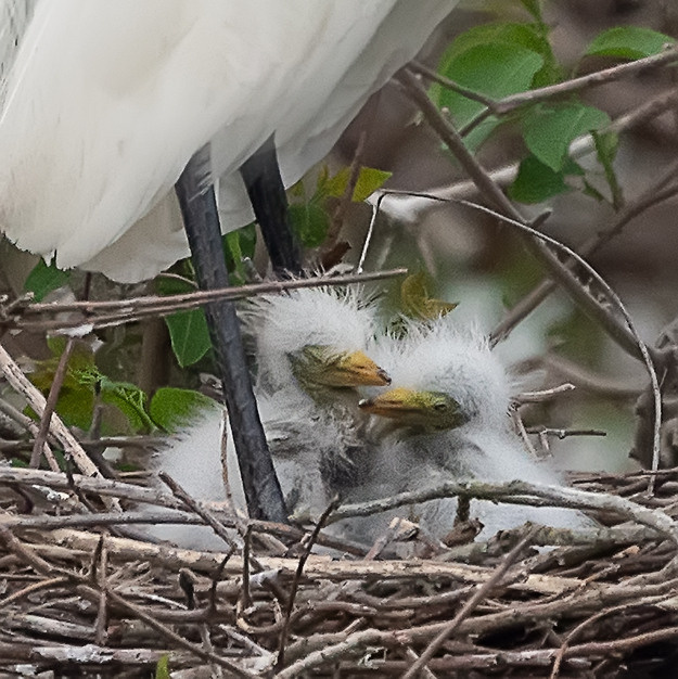 Smith Oaks Sanctuary. Photographer Irina Kozhemyakina. Houston