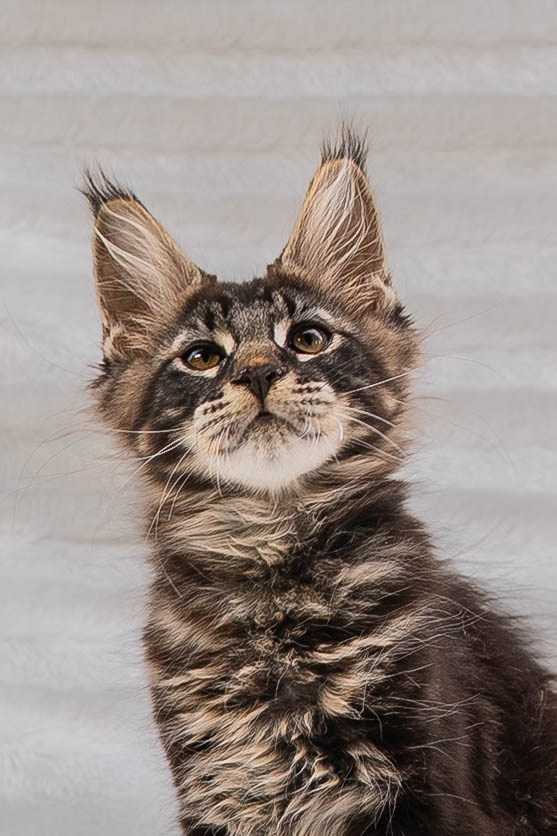 Senator Timber. Senator Cat — Maine Coon cattery