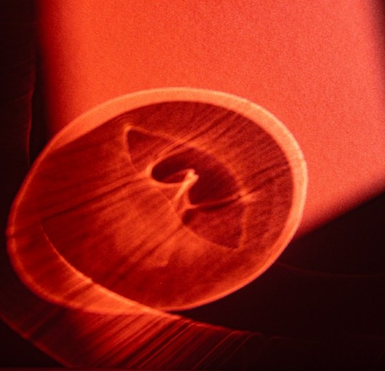 Портфолио. Оксана Жила, Фотограф, визуальный артист, Финляндия