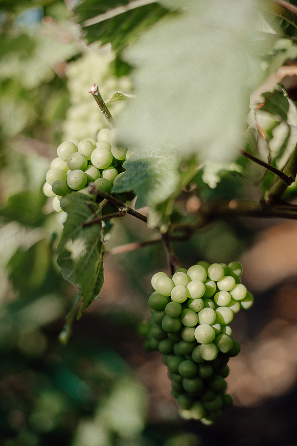 Nathalie Liebart Champagne. Ksenia Marchand/ Lifestyle фотограф в Париже