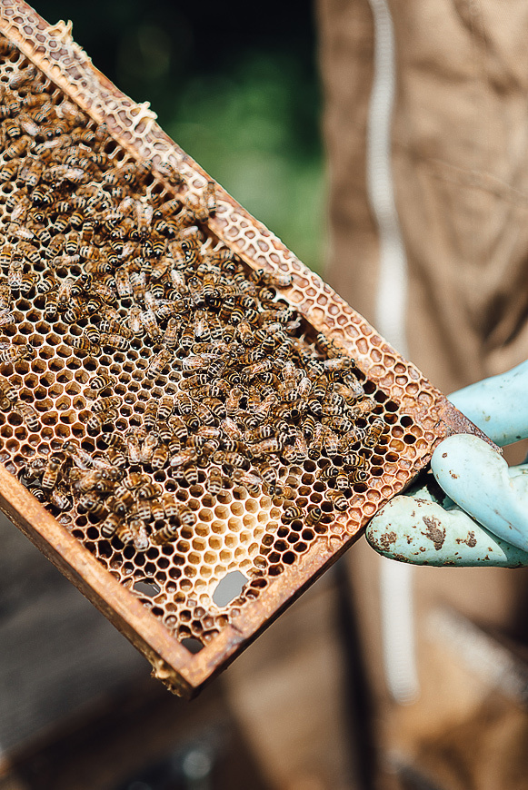 Медовая пасека. Ksenia Marchand/ Lifestyle фотограф в Париже