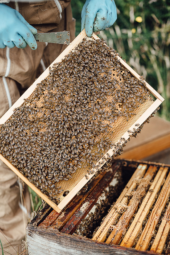 Медовая пасека. Ksenia Marchand/ Lifestyle фотограф в Париже