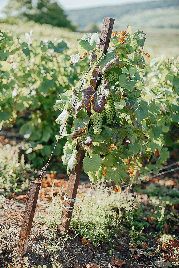 Nathalie Liebart Champagne. Ksenia Marchand/ Lifestyle фотограф в Париже