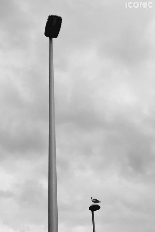 Publications. OLGA REPTIK