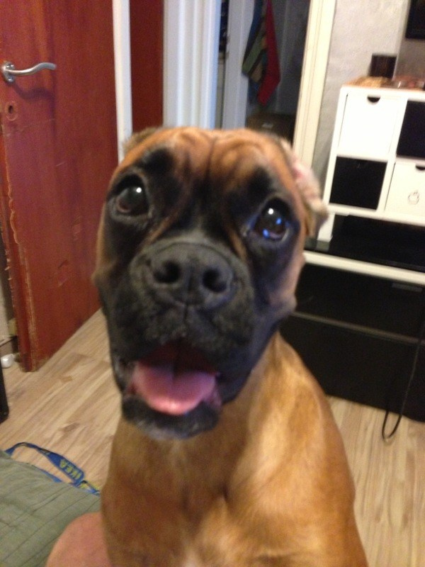 My ״Star״ Boxer Dog