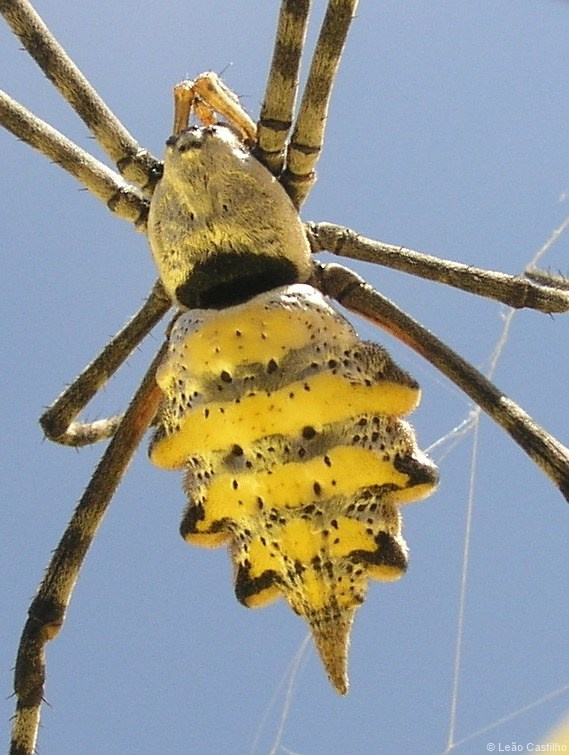 Photos of animals. Simbahalu