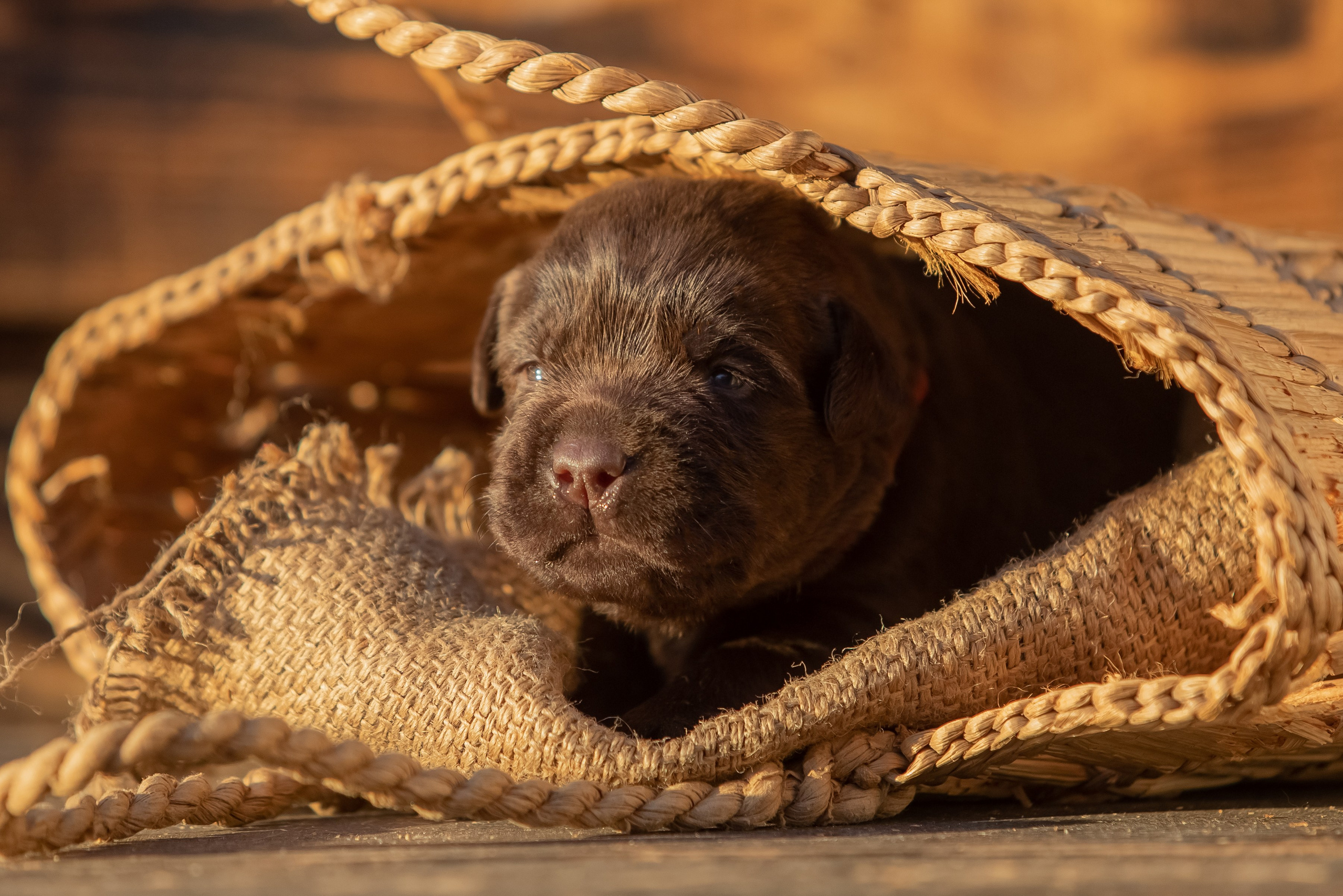 Цуценя шоколадного лабрадор ретривера