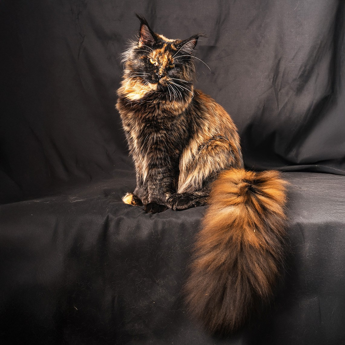 Senator Luna. Senator Cat — Maine Coon cattery