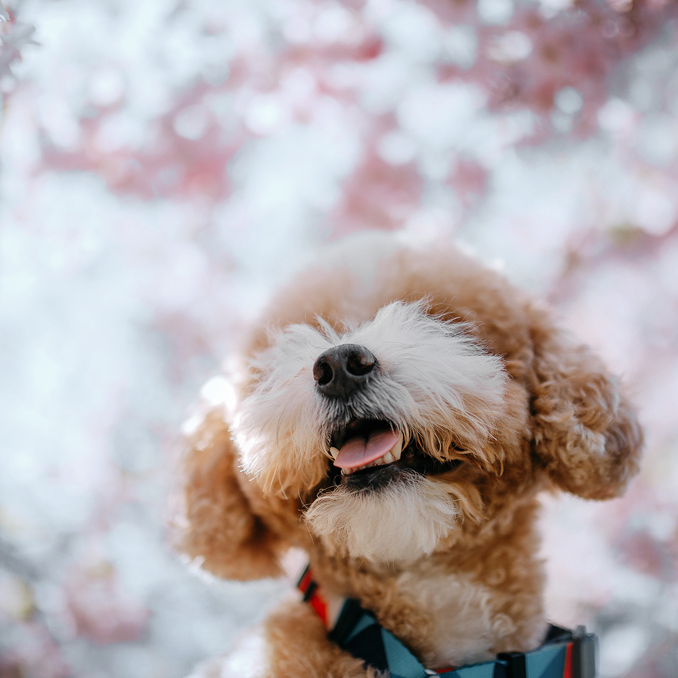 Оферта. Фотограф-анімаліст Київ