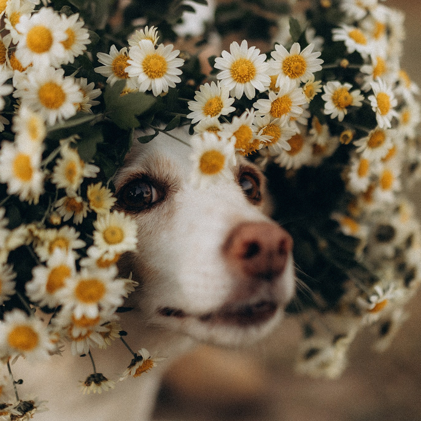Навчання. Фотограф-анімаліст Київ
