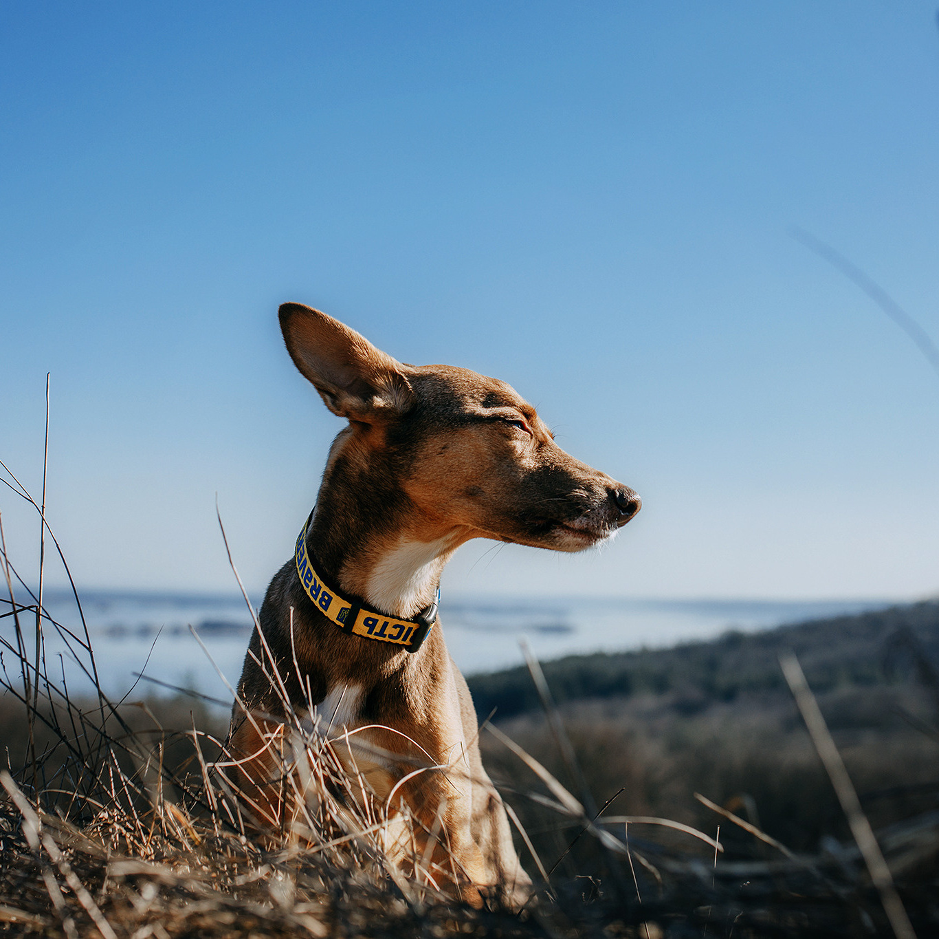 Оферта. Фотограф-анімаліст Київ
