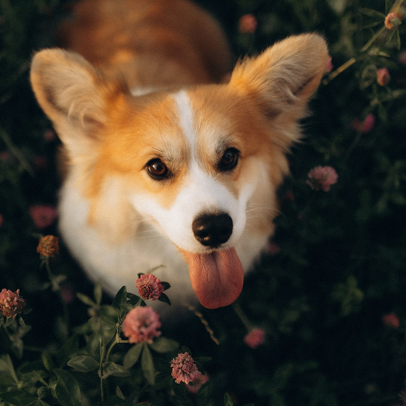 Відео. Фотограф-анімаліст Київ