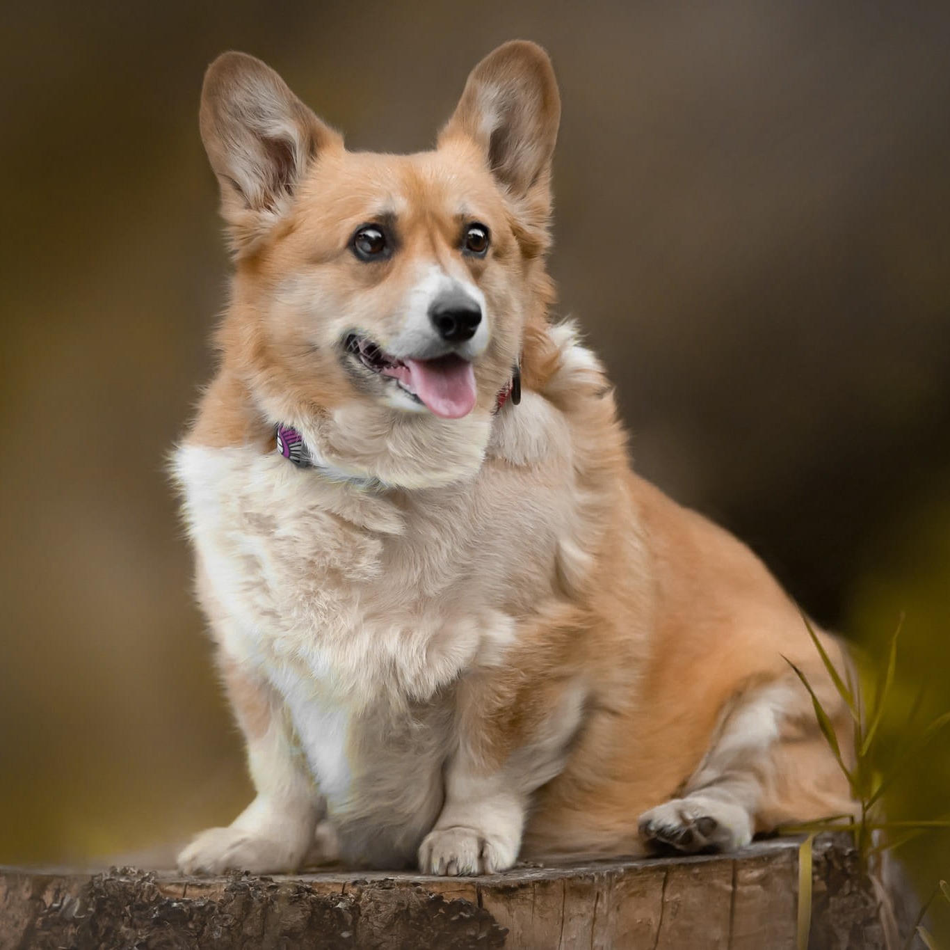 Анімалістика загальні. Репортажний фотограф/анімаліст КИЇВ