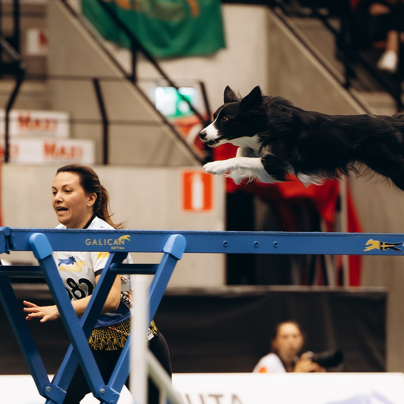 Подарунки. Фотограф-анімаліст Київ