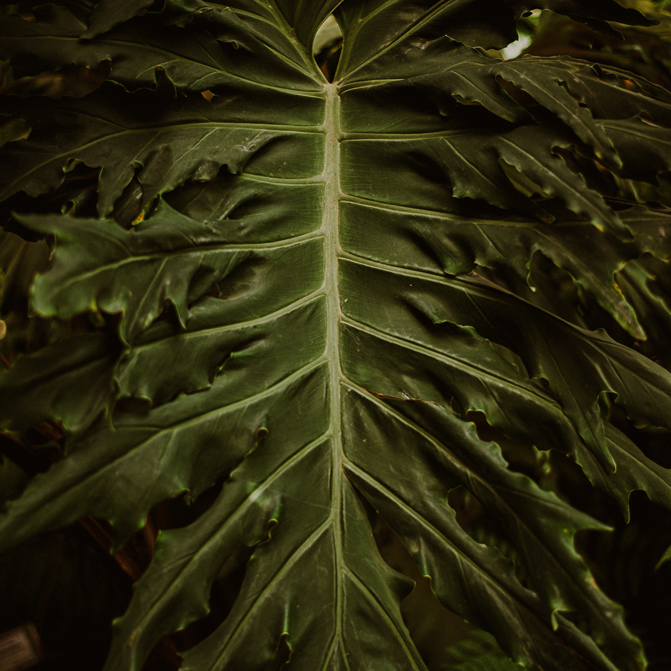 Fotograf Wołomin ICKA - Klaudia Rowicka fotografia. Naturalnie pięknie - Klaudia Rowicka