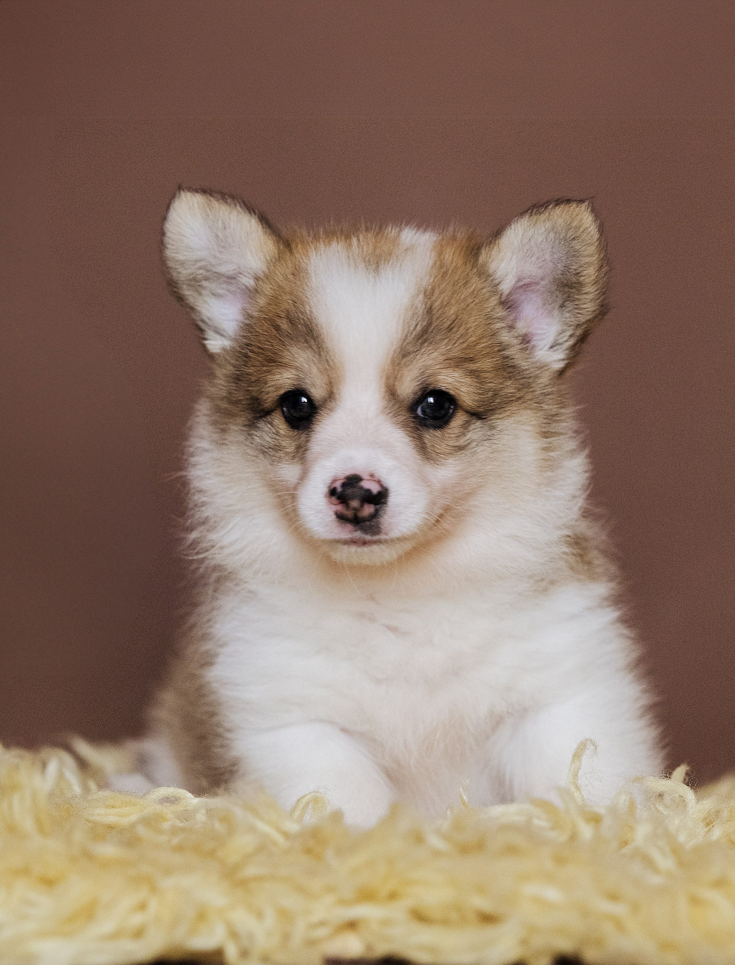 Special Services. Katerina Royter Pet Photographer North Florida