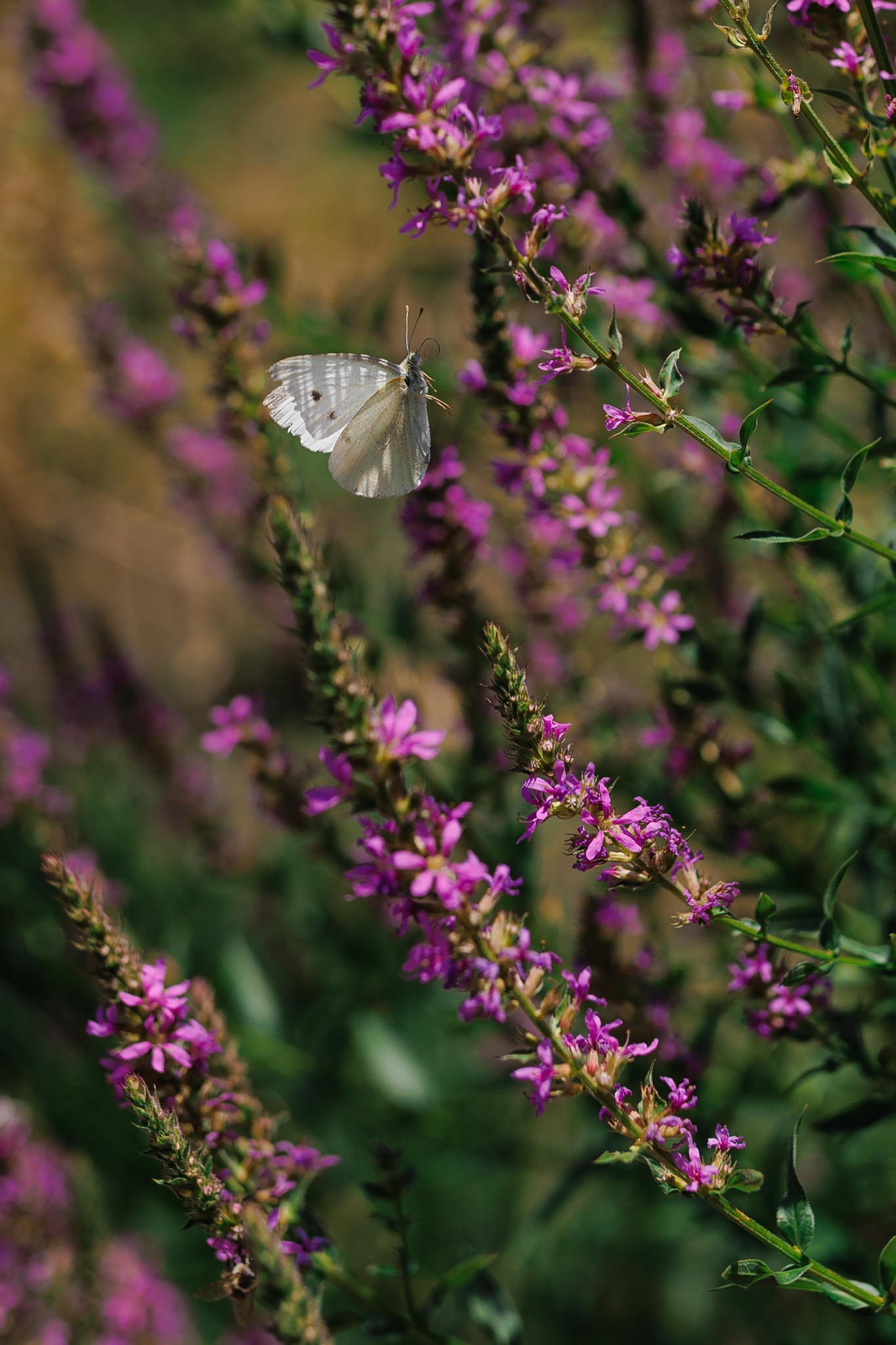 Fotograf nunta Bucuresti - Manu Ivanciu | Fotograf botez