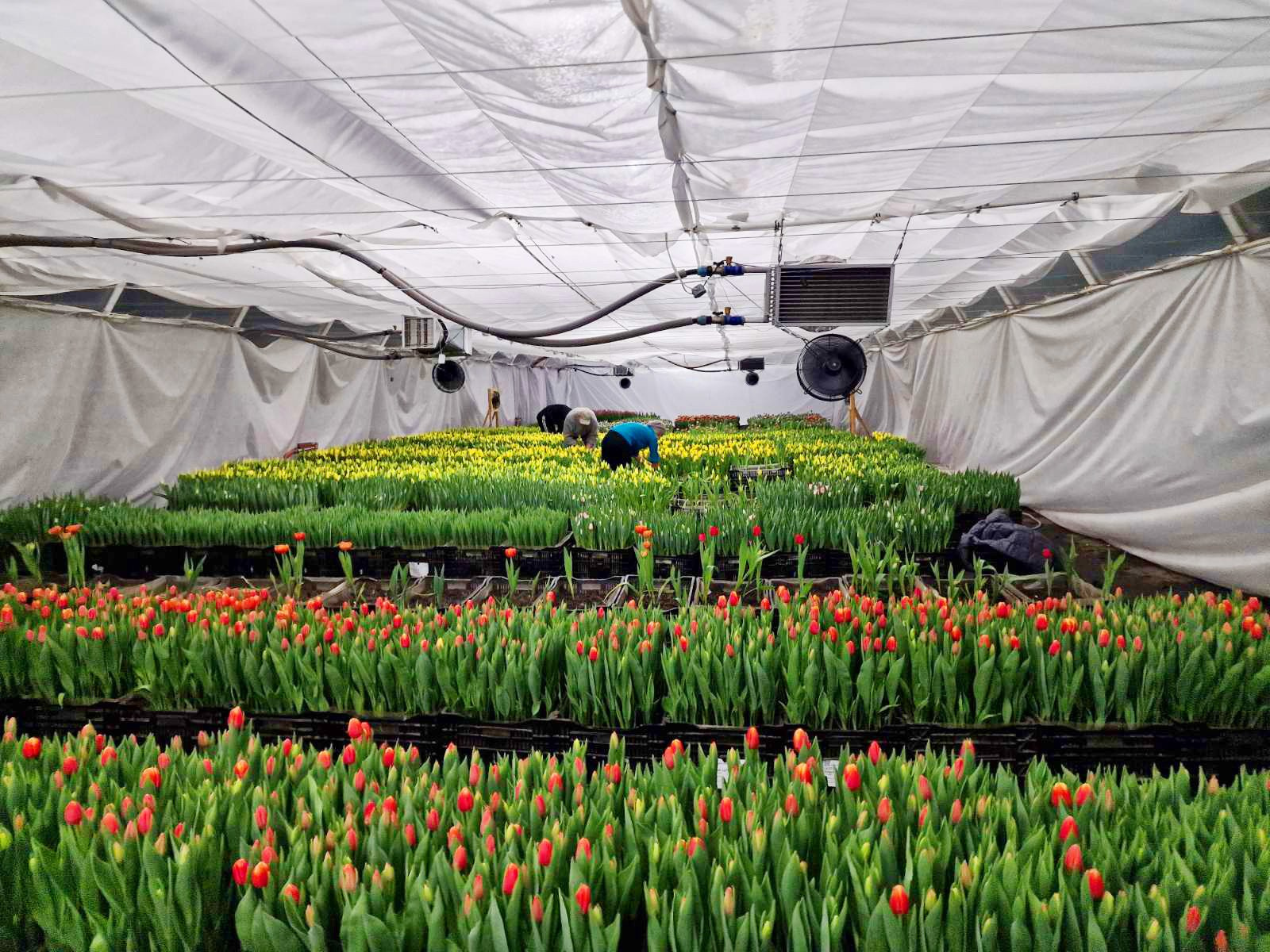 Послуги. Greenhousekorosten