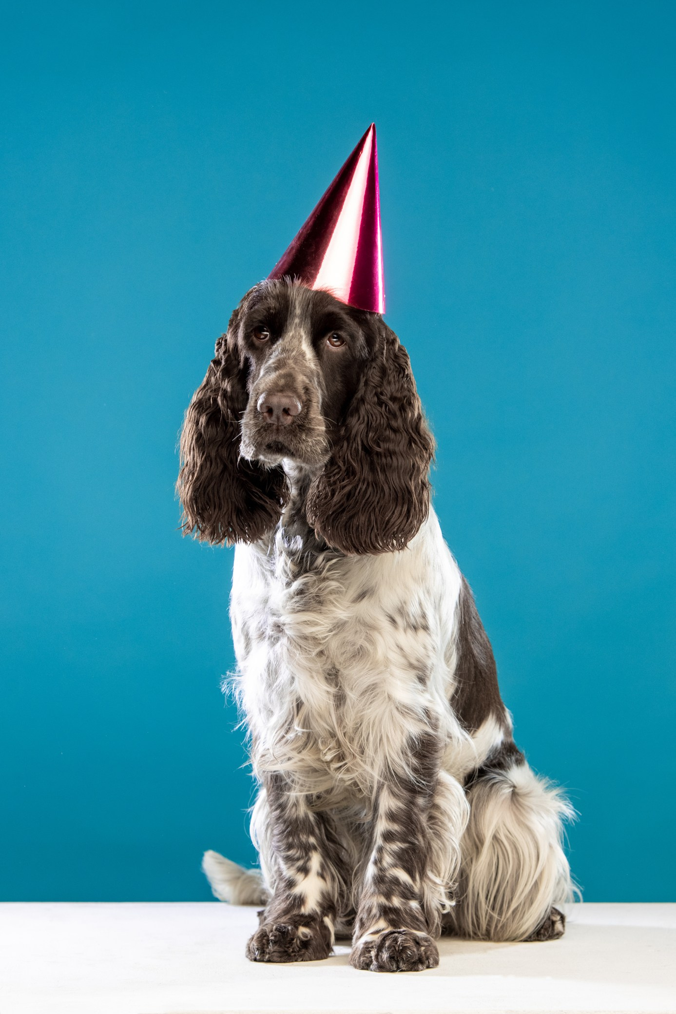 Our Female | International English Springer Spaniel Show Kennel. Website of the titled stud dog of the Springer Spaniel breed