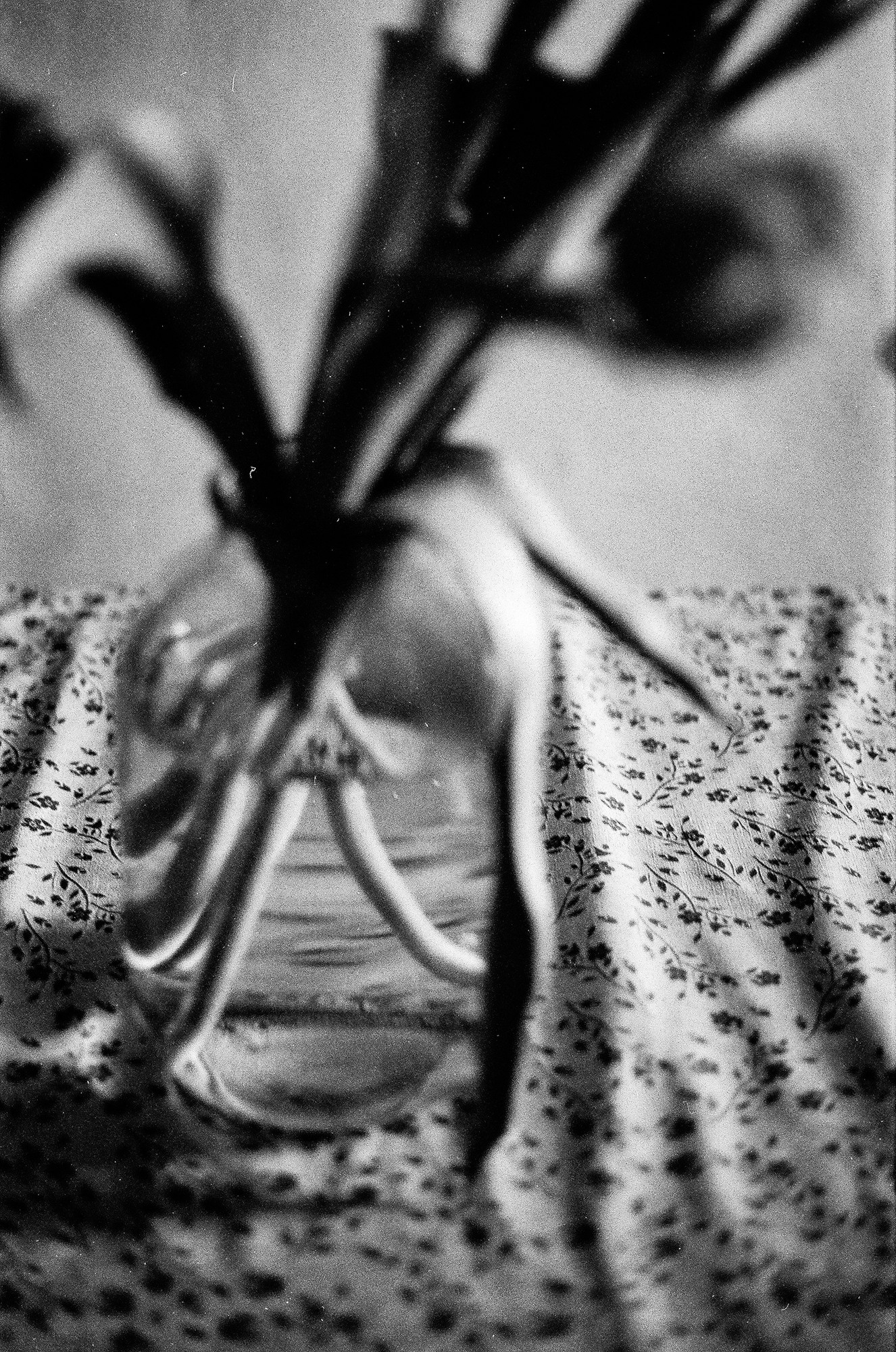 Weeding light. Tatiana Kireicheva