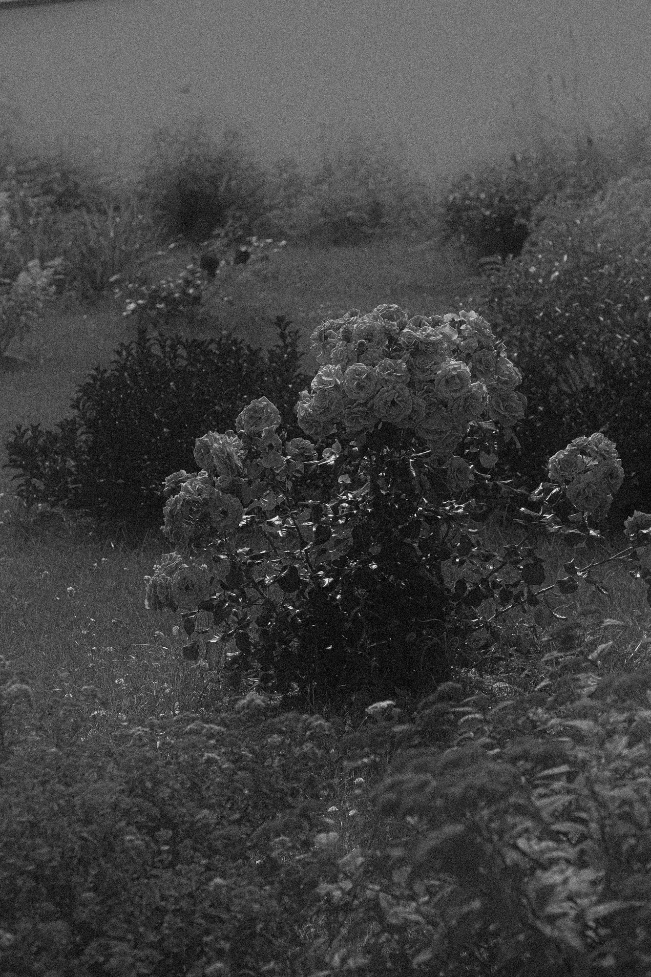 Weeding light. Tatiana Kireicheva