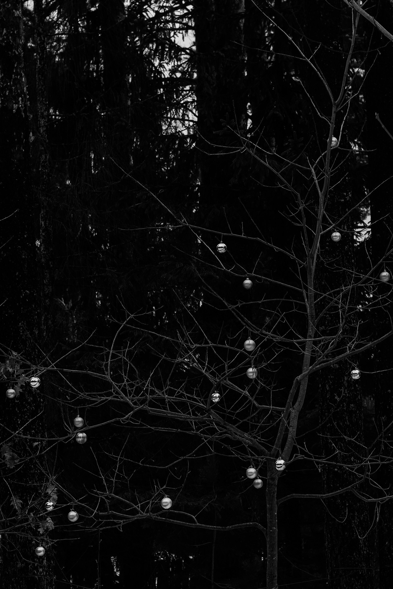 Weeding light. Tatiana Kireicheva