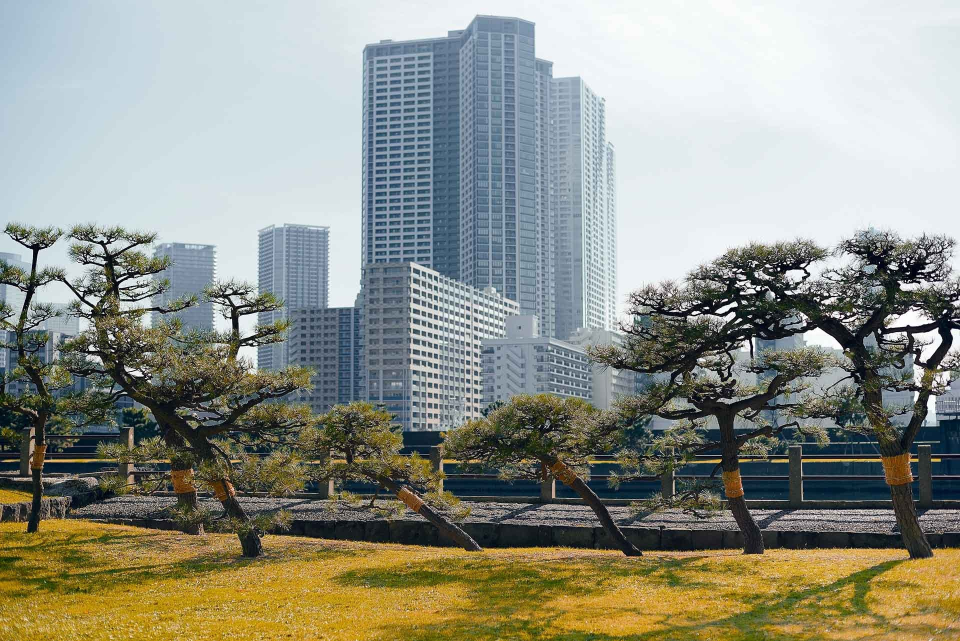 Tokyo autumn skyline