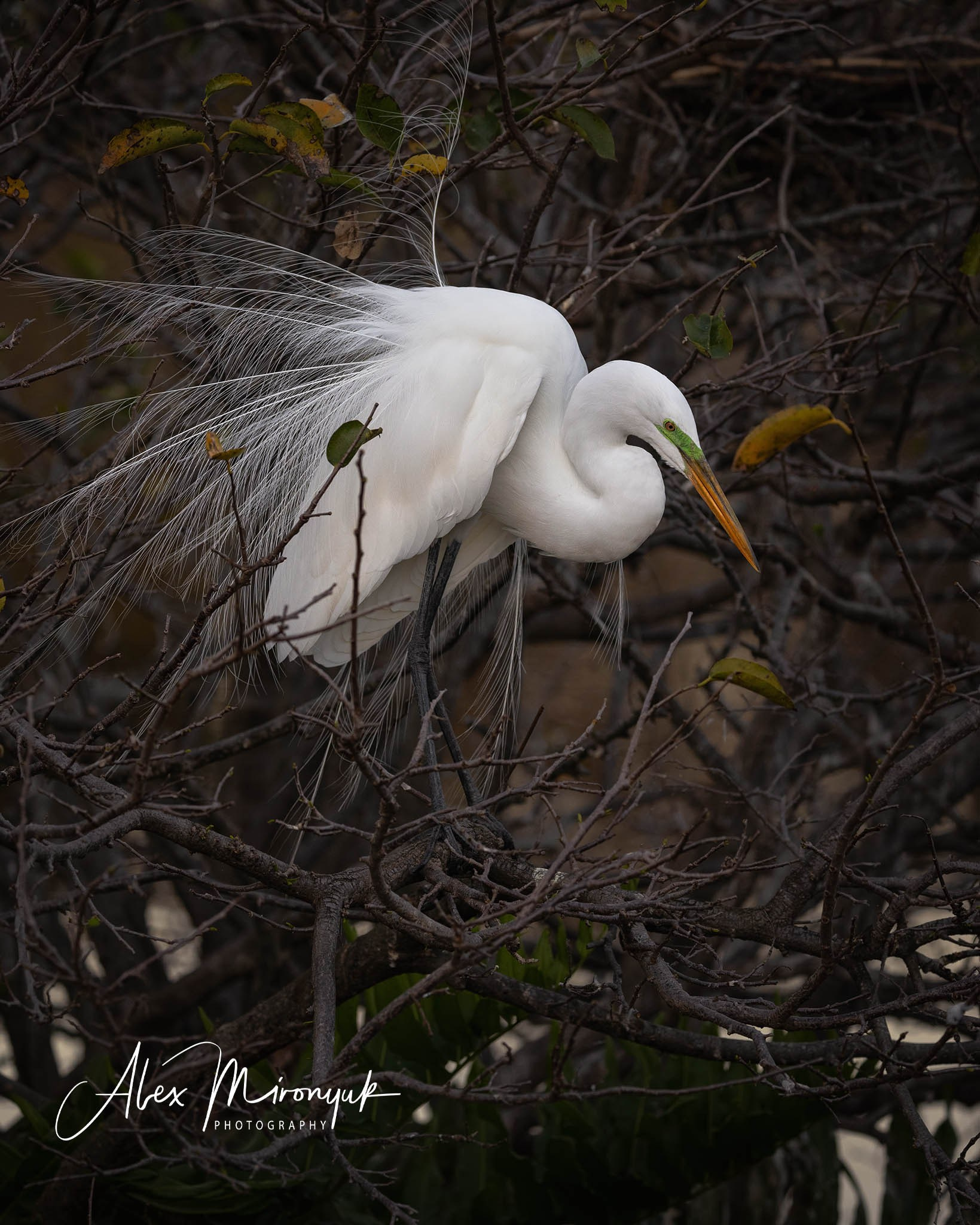 Exploring True Florida: Springs, Rivers & Manatees by Canoe. Pet, Senior, Landscape, portrait studio, photographer in Miami and Sou