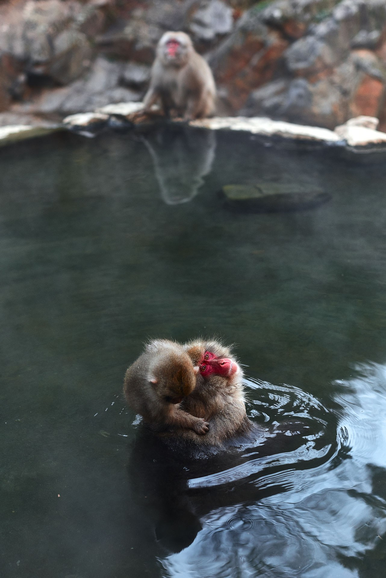A Photographer’s Guide to Jigokudani Snow Monkey Park, Nagano