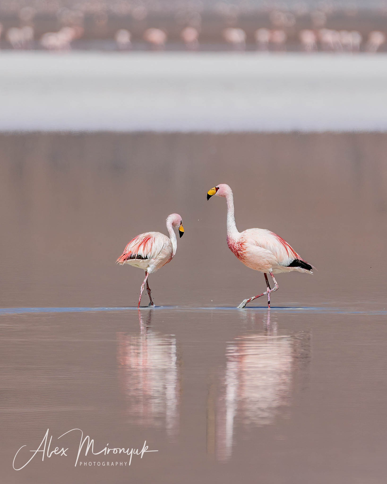 Bolivia Adventure — 2025. Pet, Senior, Landscape, portrait studio, photographer in Miami and Sou